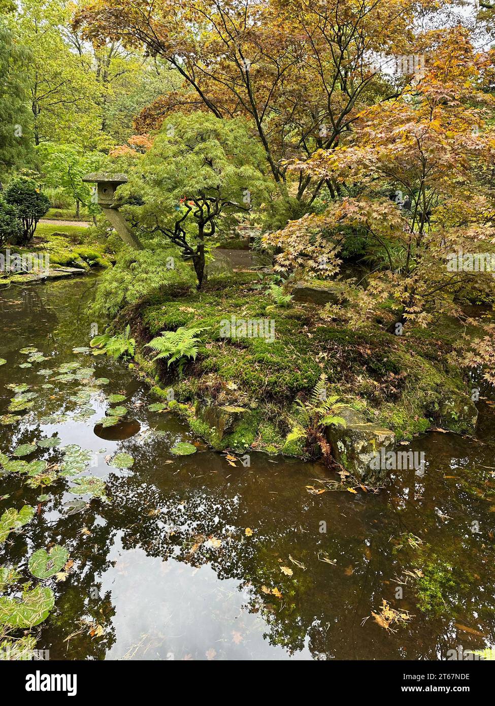Beautiful pond and different plants in park Stock Photo