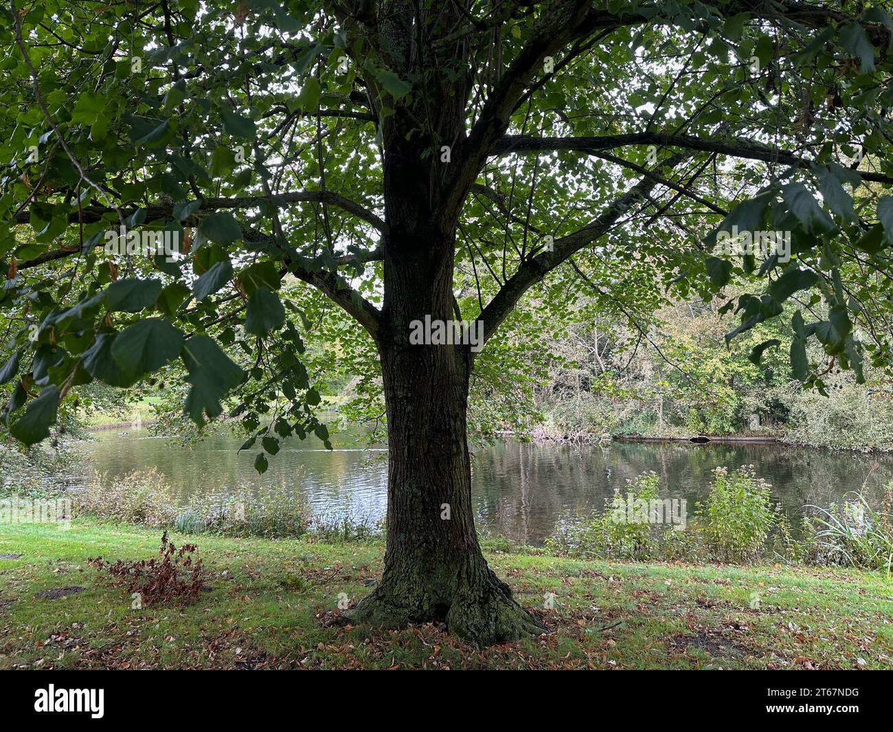 Beautiful pond, trees and other plants in park Stock Photo