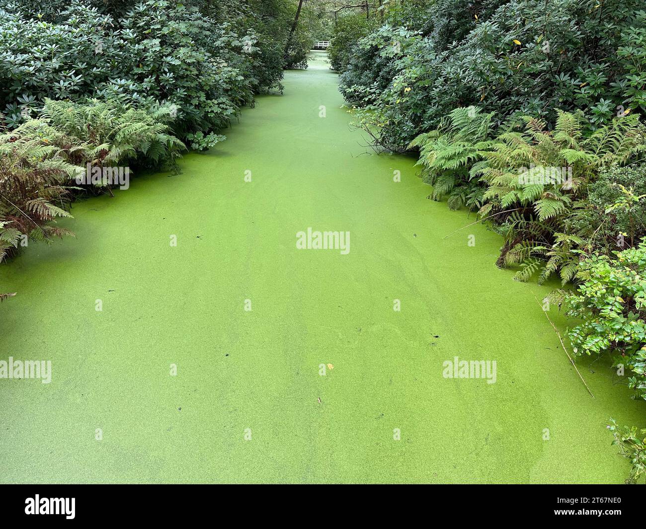 Green beautiful water channel among bushes in park Stock Photo