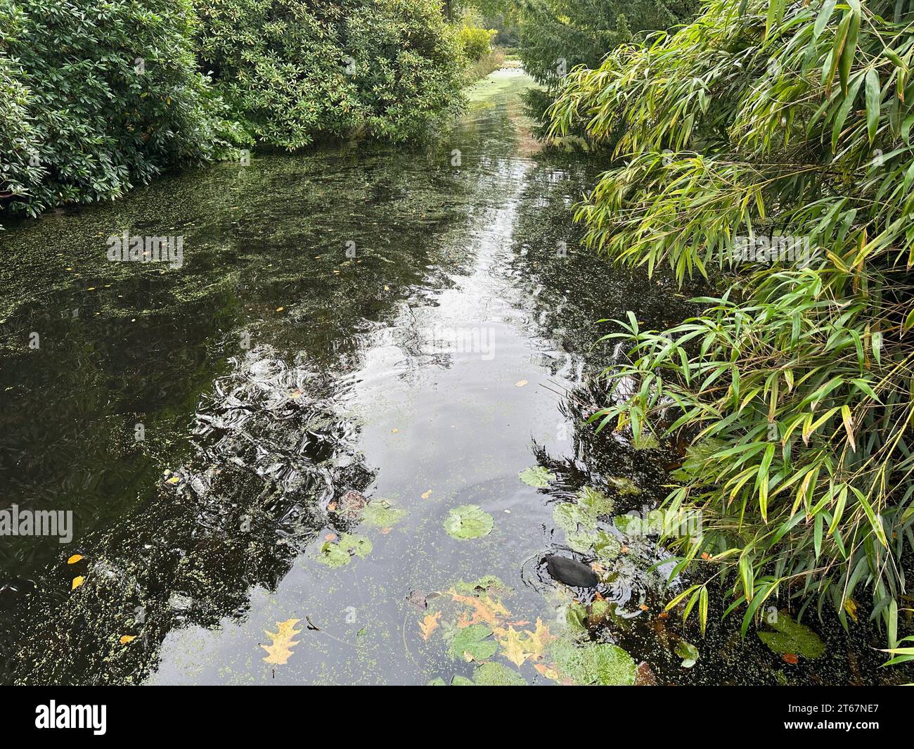 Beautiful water channel and bushes in park Stock Photo