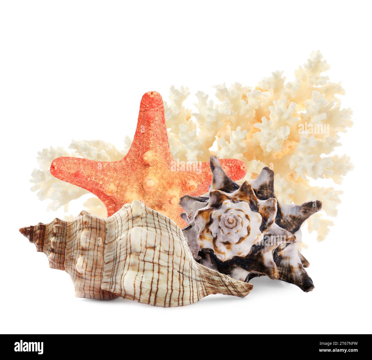 Sea star, shells and coral isolated on white Stock Photo