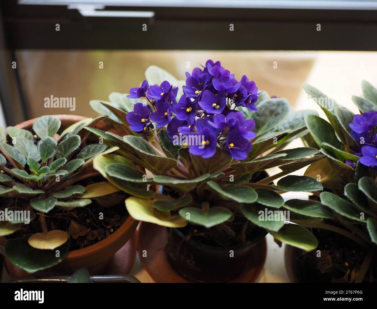 African Violet (Streptocarpus ionanthus) Stock Photo