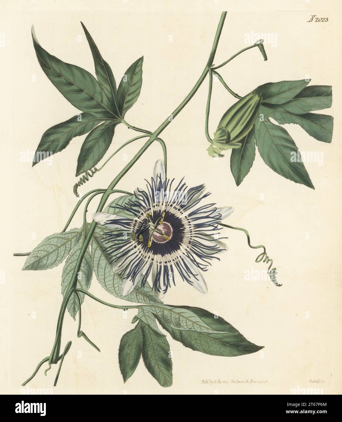 Palmate passion-flower, Passiflora filamentosa. Native to South America and Jamaica, received from nurseryman George Loddiges. Handcoloured copperplate engraving by Weddell after a botanical illustration by an unknown artist from Curtis’s Botanical Magazine, edited by John Sims, London, 1819. Stock Photo