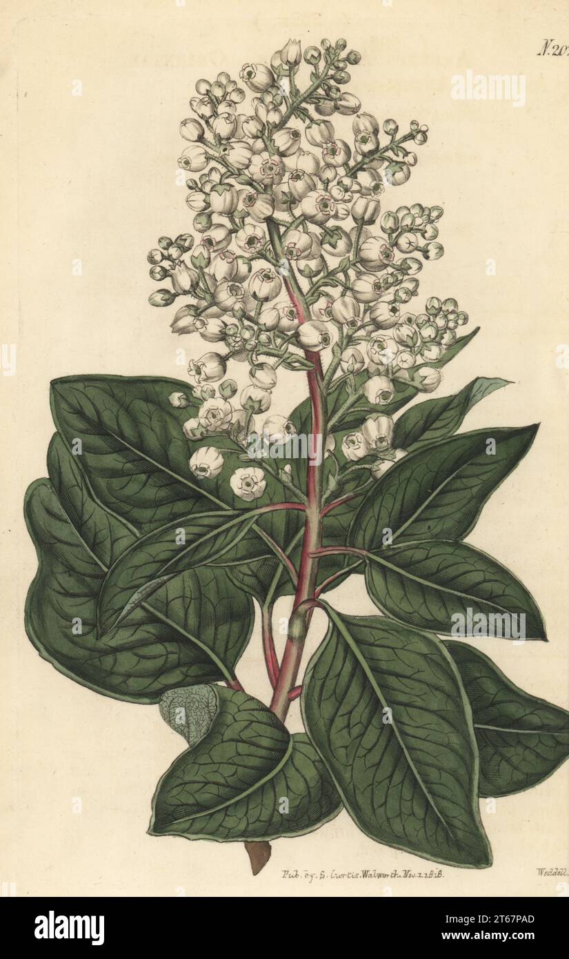 Greek strawberry tree, or Oriental strawberry-tree, Arbutus andrachne. Native to the Levant and the Crimea, raised in English botanist Dr. William Sherard's garden at Eltham in 1724. Handcoloured copperplate engraving by Weddell after a botanical illustration by an unknown artist from Curtis’s Botanical Magazine, edited by John Sims, London, 1819. Stock Photo