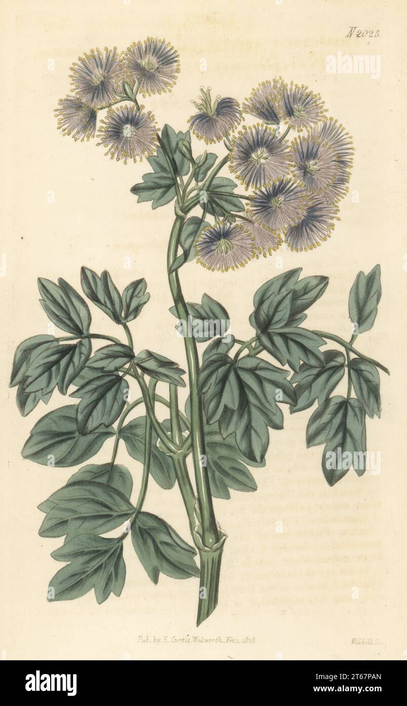 Siberian columbine meadow-rue, Thalictrum aquilegiifolium. Raised by English lawyer and botanist Joseph Sabine at his garden in South Mimms. Purple flowering meadow-rue, Thalictrum aquilegifolium formosum. Handcoloured copperplate engraving by Weddell after a botanical illustration by an unknown artist from Curtis’s Botanical Magazine, edited by John Sims, London, 1819. Stock Photo