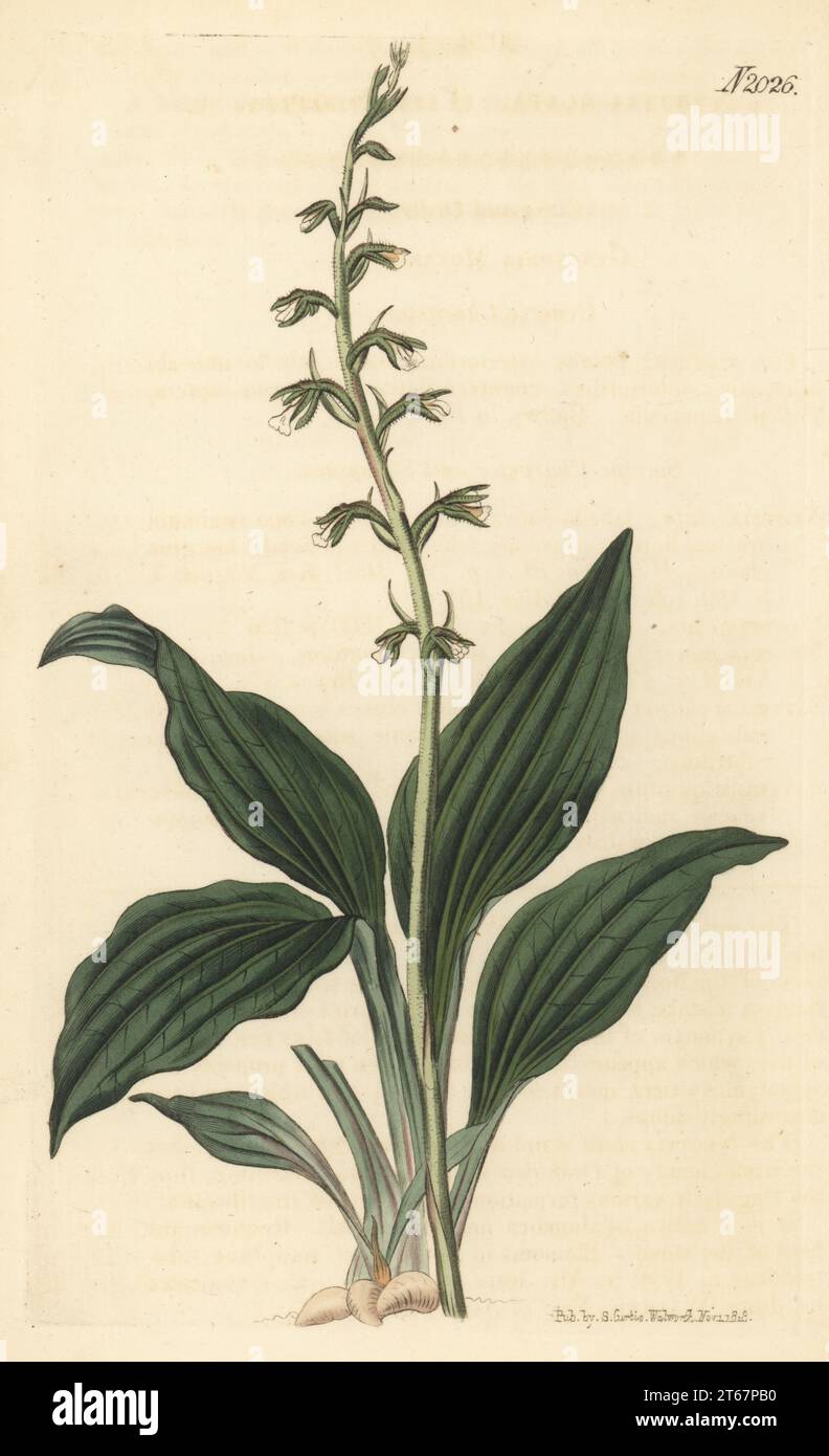 Cyclopogon elatus orchid. Native to Jamaica and Hispaniola (Haiti and the Dominican Republic), introduced by gardener John Fairbairn in 1790, raised by Quaker brewer John Walker of Arno's Grove. Tall neottia, Neottia elata. Handcoloured copperplate engraving by Weddell after a botanical illustration by an unknown artist from Curtis’s Botanical Magazine, edited by John Sims, London, 1819. Stock Photo