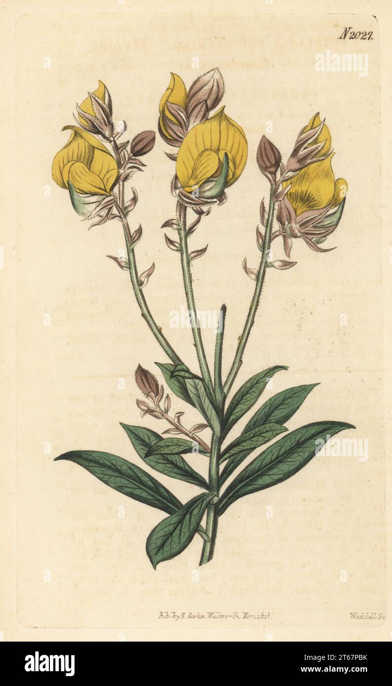 Rattlepod, Crotalaria pulchra. Native of Mysore, India, seeds sent by Scottish botanist Dr. Francis Buchanan to Calcutta Botanic Garden (Kolkata). Mysore crotalaria, Crotalaria pulcherrima. Handcoloured copperplate engraving by Weddell after a botanical illustration by an unknown artist from Curtis’s Botanical Magazine, edited by John Sims, London, 1819. Stock Photo