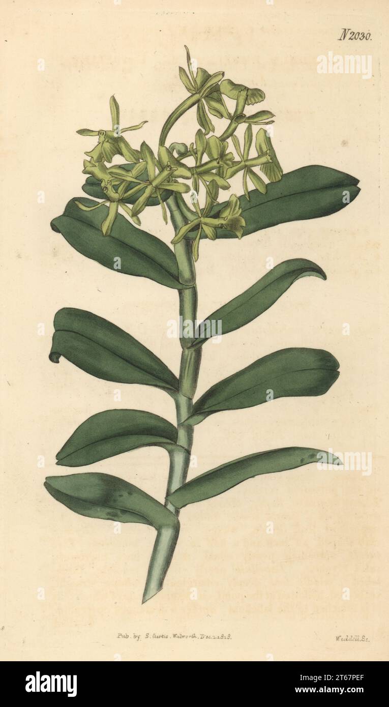 Umbrella epidendrum orchid, Epidendrum umbelliferum.  Native to the Caribbean and Jamaica, introduced by Vice-Admiral William Bligh, raised by nurseryman George Loddiges. Umbelled epidendrum, Epidendrum umbellatum. Handcoloured copperplate engraving by Weddell after a botanical illustration by an unknown artist from Curtis’s Botanical Magazine, edited by John Sims, London, 1819. Stock Photo