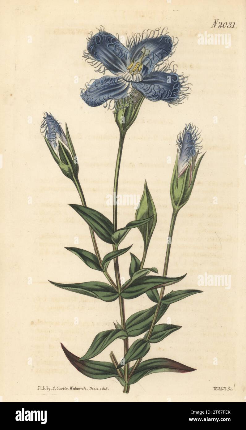 Greater fringed gentian or blue gentian, Gentianopsis crinita. Raised by William Kent at Clapton. Jagged-flowered gentian, Gentiana crinita. Handcoloured copperplate engraving by Weddell after a botanical illustration by an unknown artist from Curtis’s Botanical Magazine, edited by John Sims, London, 1819. Stock Photo