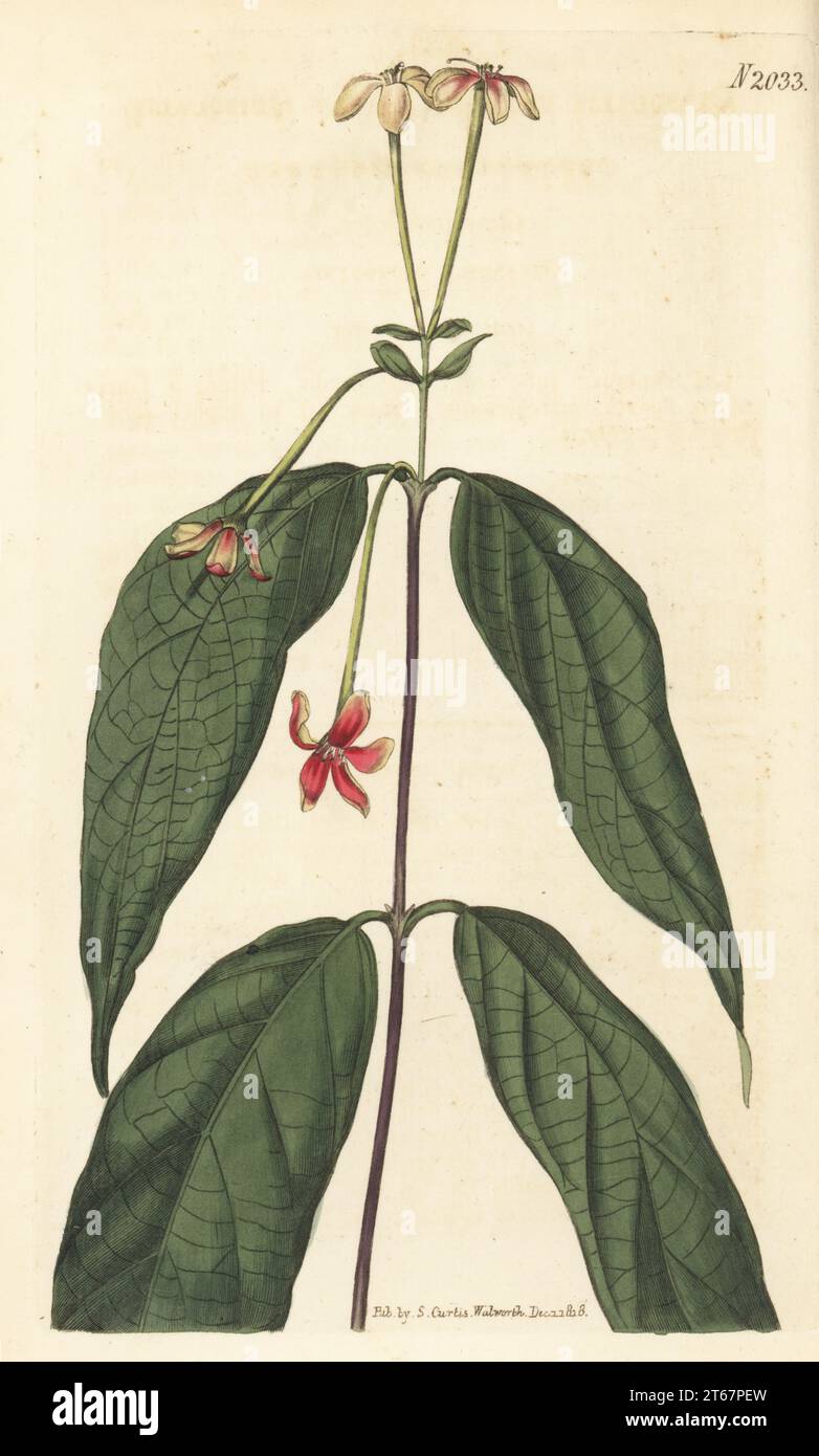 Rangoon creeper, Burma creeper or udani, Combretum indicum. Native of the East Indies, introduced by nurserymen Whitley, Bramy and Milne. Indian quisqualis, Quisqualis indica. Handcoloured copperplate engraving after a botanical illustration by an unknown artist from Curtis’s Botanical Magazine, edited by John Sims, London, 1819. Stock Photo