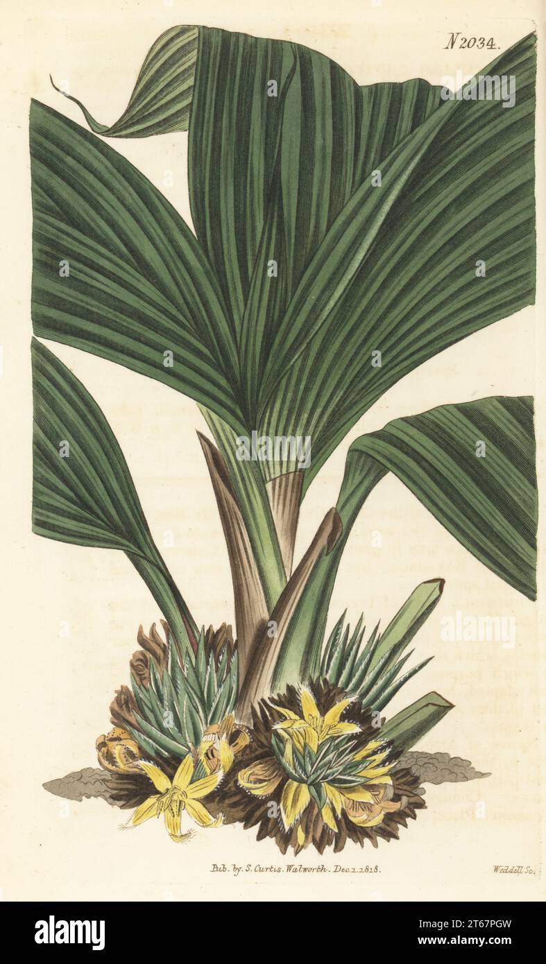 Tambaka, lamba, lemba babi or broad-leaved curculigo, Curculigo latifolia. Native of Amboyna (Ambon) and Poolo Pinang (Penang), introduced by John Allen in 1804. Handcoloured copperplate engraving by Weddell after a botanical illustration by an unknown artist from Curtis’s Botanical Magazine, edited by John Sims, London, 1819. Stock Photo