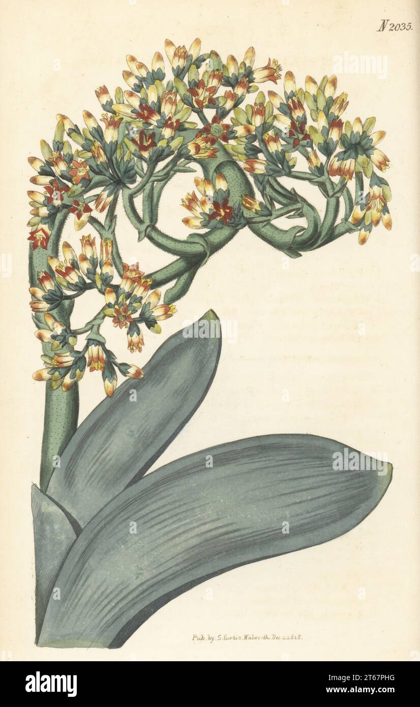 Airplane plant or propeller plant, Crassula perfoliata var. falcata. Native of the Cape of Good Hope, communicated by nurseryman George Loddiges. Sickle-leaved crassula, Crassula falcata. Handcoloured copperplate engraving after a botanical illustration by an unknown artist from Curtis’s Botanical Magazine, edited by John Sims, London, 1819. Stock Photo