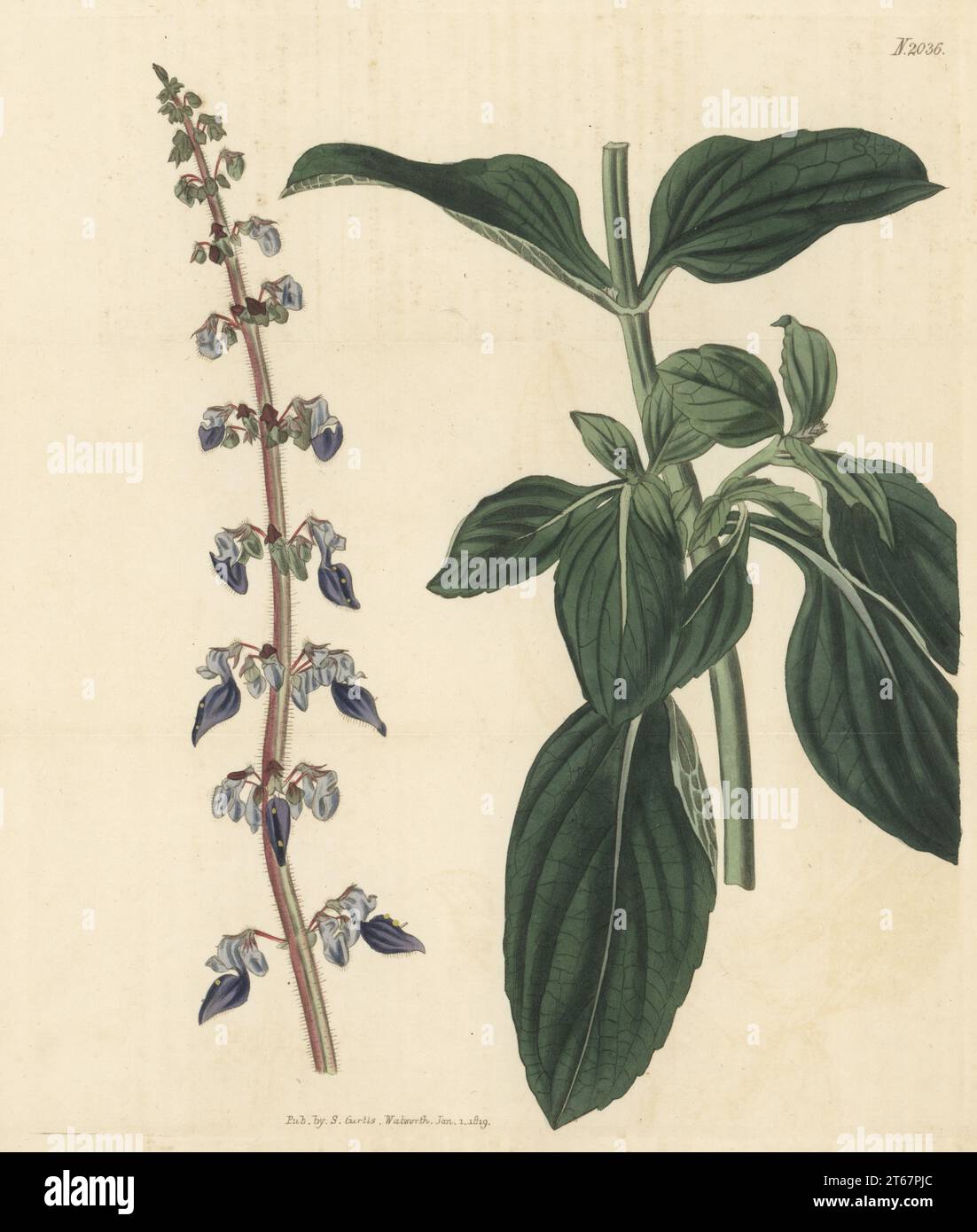 Boldo brasileiro, boldo gaucho or doliprane, Coleus barbatus. Native to Arabia Felix (Yemen) and Abyssinia (Ethiopia), introduced by Arthur Annesley, Viscount Valentia. Forskohl's plectranthus, Plectranthus forskohlaei. Handcoloured copperplate engraving after a botanical illustration by an unknown artist from Curtis’s Botanical Magazine, edited by John Sims, London, 1819. Stock Photo