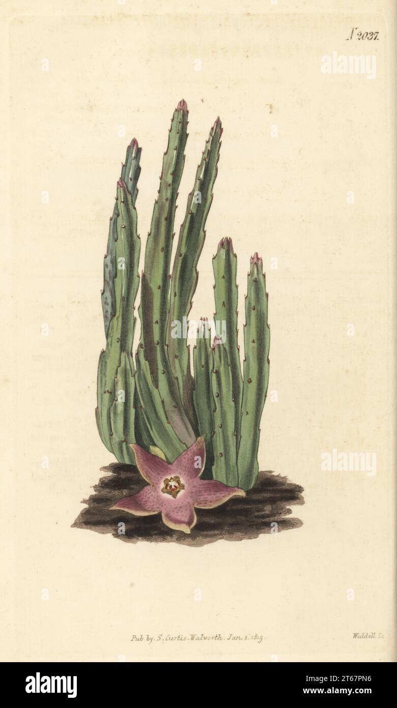 Stapelia divaricata or Stisseria stricta. Native of the Cape of Good Hope, communicated by N. S. Hodson, ex War Office. Upright stapelia, Stapelia stricta. Handcoloured copperplate engraving by Weddell after a botanical illustration by an unknown artist from Curtis’s Botanical Magazine, edited by John Sims, London, 1819. Stock Photo