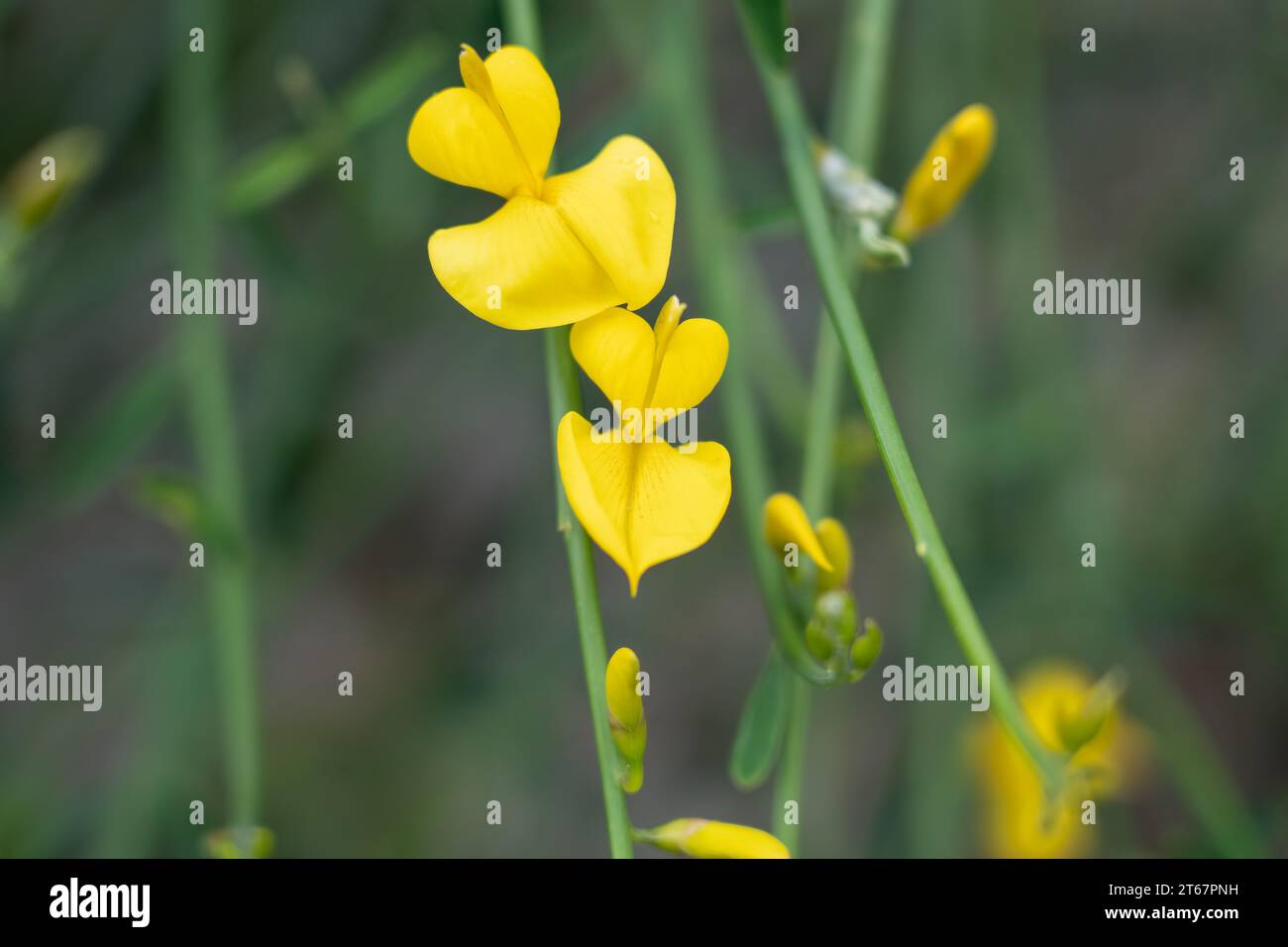 close-up of flowering yellow Spartium junceum, also known as Spanish broom, rush broom and weaver's broom Stock Photo