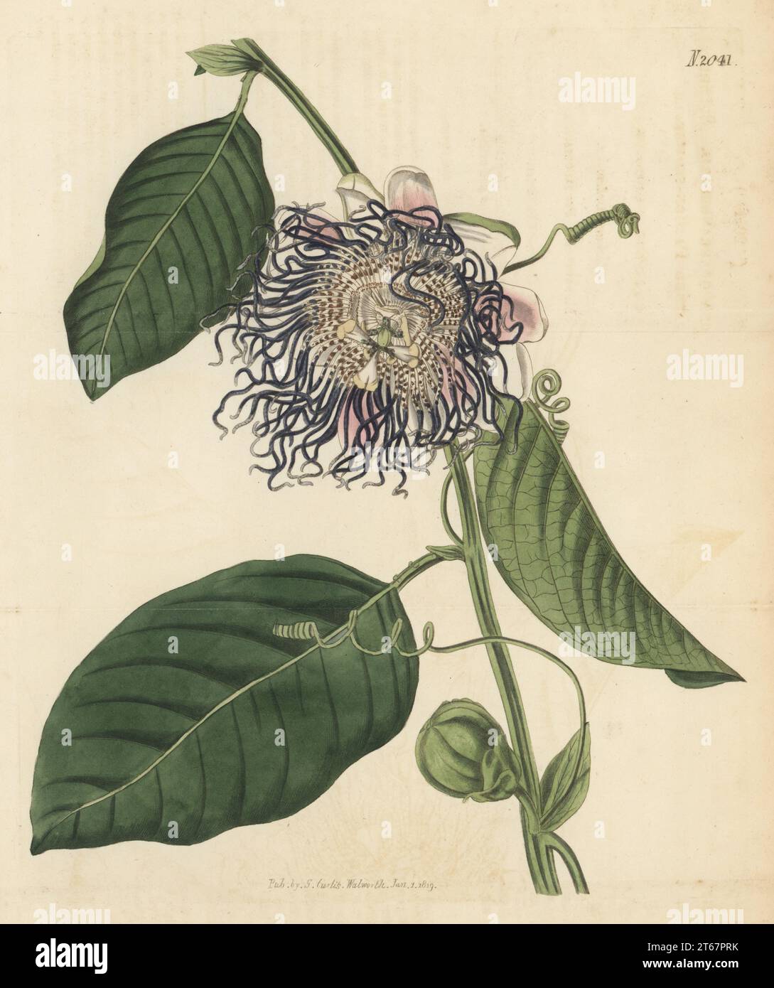 Giant granadilla, barbadine, grenadine, giant tumbo or badea, Native to the West Indies, communicated from the herbarium collection of James Vere, Kensington Gore. Square-stalked passion-flower, Passiflora quadrangularis. Handcoloured copperplate engraving by Weddell after a botanical illustration by an unknown artist from Curtis’s Botanical Magazine, edited by John Sims, London, 1819. Stock Photo