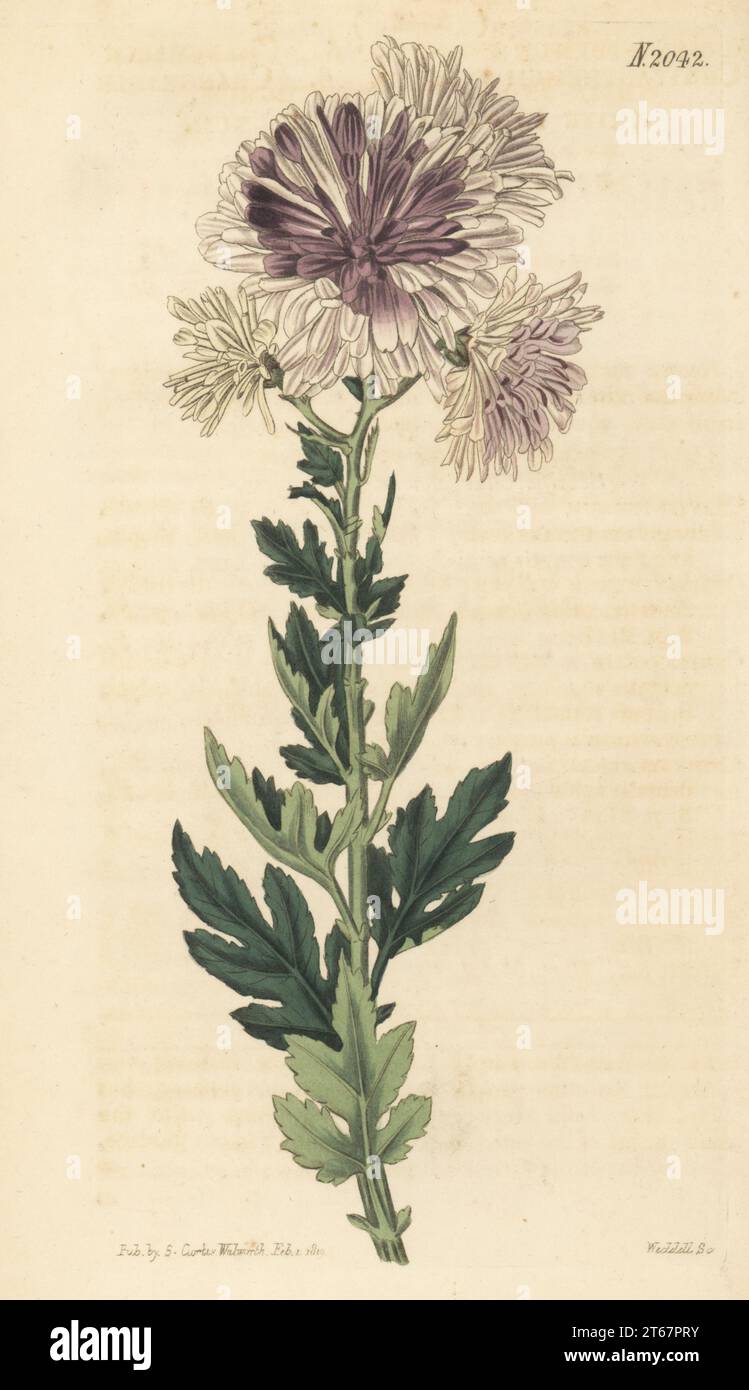 Changeable white Indian chrysanthemum, Chyrsanthemum indicum. Native to China, raised by English lawyer and botanist Joseph Sabine of North Mimms. Handcoloured copperplate engraving by Weddell after a botanical illustration by an unknown artist from Curtis’s Botanical Magazine, edited by John Sims, London, 1819. Stock Photo