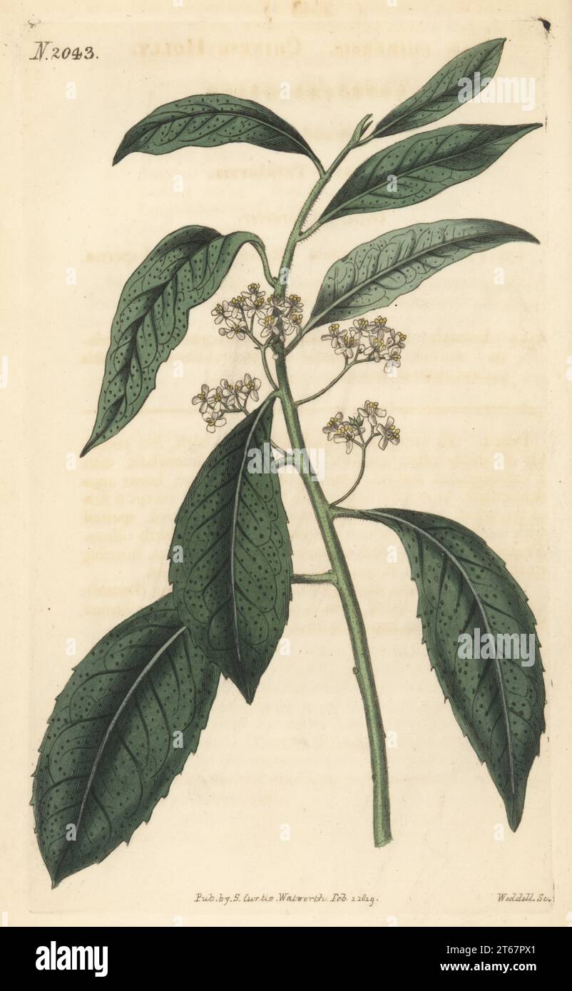 Kashi holly, oriental holly, purple holly or Chinese holly, Ilex chinensis. Native of China, raised at William Malcolm and Robert Sweet's nursery at Vauxhall. Handcoloured copperplate engraving by Weddell after a botanical illustration by an unknown artist from Curtis’s Botanical Magazine, edited by John Sims, London, 1819. Stock Photo