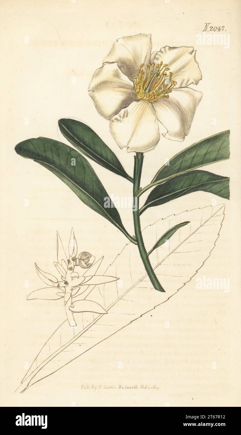 Hong Kong gordonia, Taiwan gordonia, fried egg plant, Gordonia axillaris or Polyspora axillaris. Native to China, raised at Whitley, Brames and Milne nursery. Axillary-flowered camellia, Camellia axillaris. Handcoloured copperplate engraving after a botanical illustration by an unknown artist from Curtis’s Botanical Magazine, edited by John Sims, London, 1819. Stock Photo