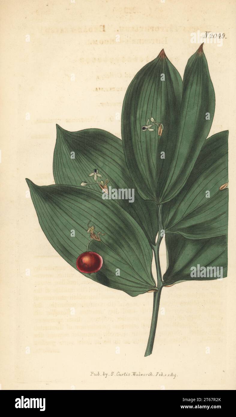 Broad-leaved butcher's broom, Ruscus hypophyllum. Native of Italy and Russia, communicated by botanist William Kent of Clapton. Handcoloured copperplate engraving after a botanical illustration by an unknown artist from Curtis’s Botanical Magazine, edited by John Sims, London, 1819. Stock Photo