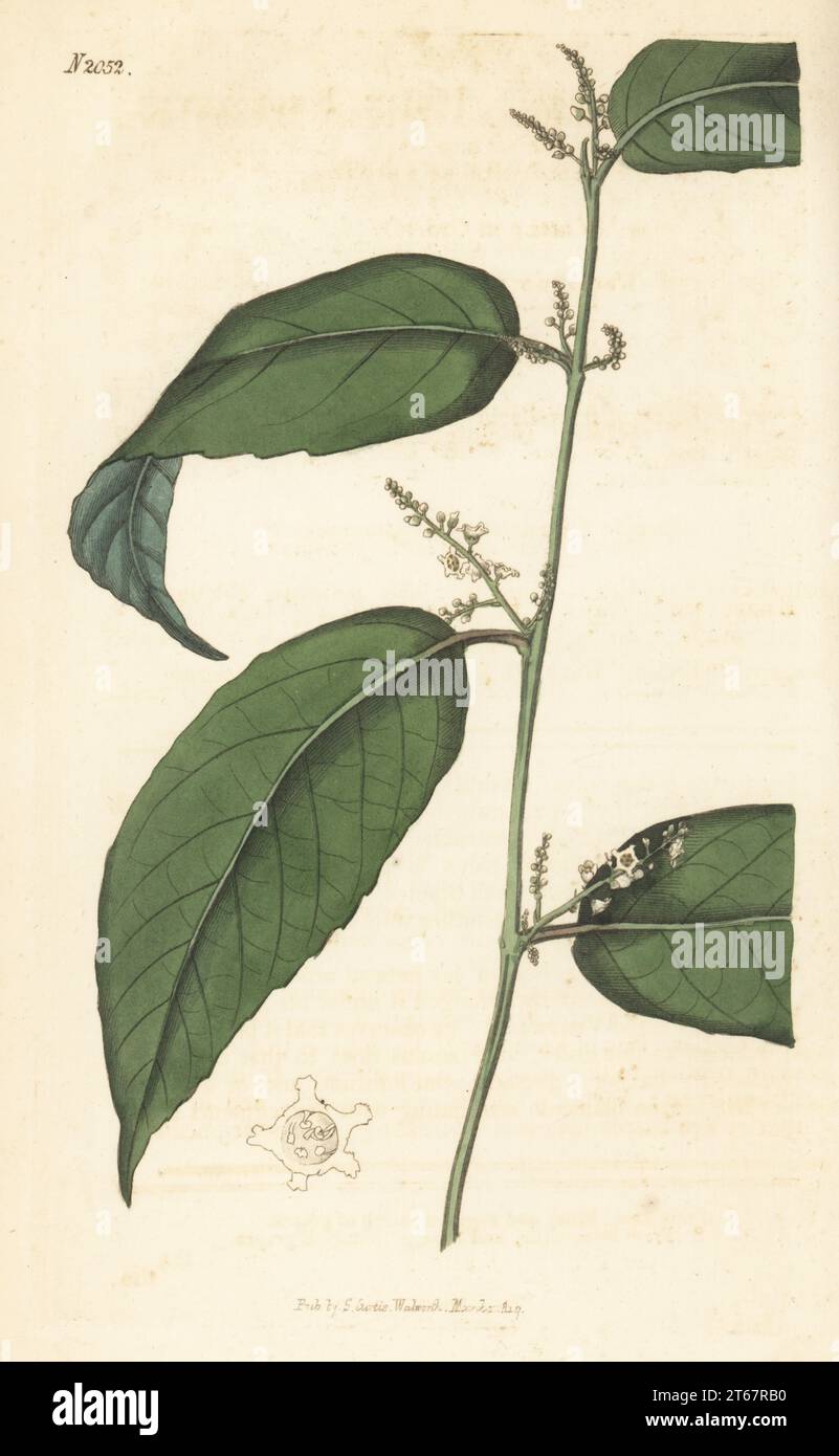 Indian baeobotrys, Baeobotrys indica. Native to India, raised by William Kent in his stove at Clapton. Handcoloured copperplate engraving after a botanical illustration by an unknown artist from Curtis’s Botanical Magazine, edited by John Sims, London, 1819. Stock Photo