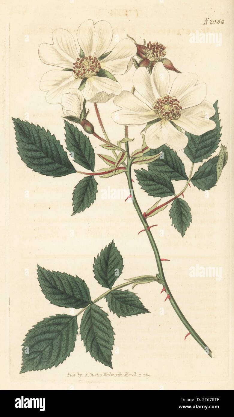 Ayrshire rose, field rose or white-flowered trailing rose, Rosa arvensis. Specimen sent by Sir Joseph Banks from his garden at Spring Grove. Handcoloured copperplate engraving after a botanical illustration by an unknown artist from Curtis’s Botanical Magazine, edited by John Sims, London, 1819. Stock Photo
