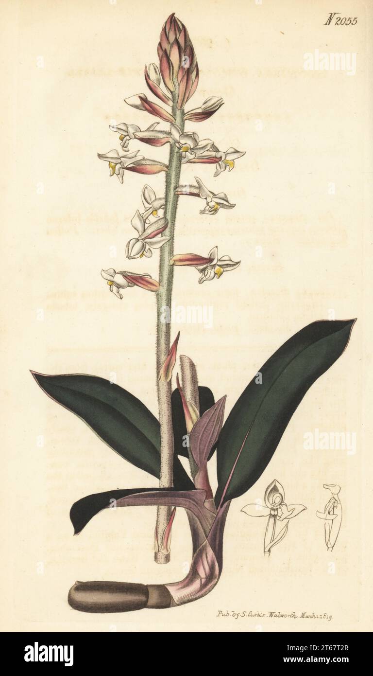 Jewel orchid, Ludisia discolor. Native to Rio de Janeiro, Brazil, specimen communicated by Barr and Brooke of the Northampton Nursery. Purple-leaved goodyera, Goodyera discolor. Handcoloured copperplate engraving after a botanical illustration by an unknown artist from Curtis’s Botanical Magazine, edited by John Sims, London, 1819. Stock Photo