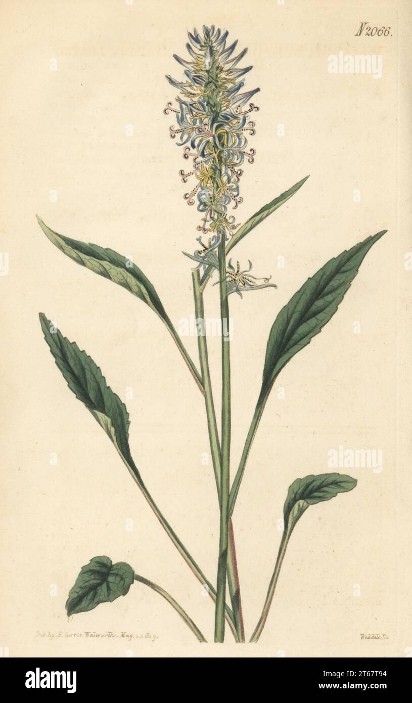 Betony-leaved rampion, Phyteuma betonicifolium. Specimen from Thomas Jenkins' Botanical Nursery, Gloucester-Place, New Road.  Phyteuma scorzonerifolium. Handcoloured copperplate engraving by Weddell after a botanical illustration by an unknown artist from Curtis’s Botanical Magazine, edited by John Sims, London, 1819. Stock Photo