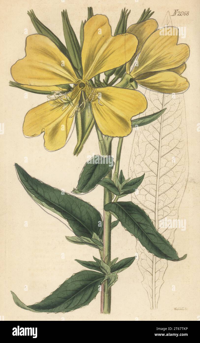 Large-flowered evening-primrose or redsepal evening primrose,  Oenothera glazioviana. Native of Carolina, communicated by William Kent of Clapton. Pubescent great-flowered oenothera, Oenothera grandiflora. Handcoloured copperplate engraving by Weddell after a botanical illustration by an unknown artist from Curtis’s Botanical Magazine, edited by John Sims, London, 1819. Stock Photo