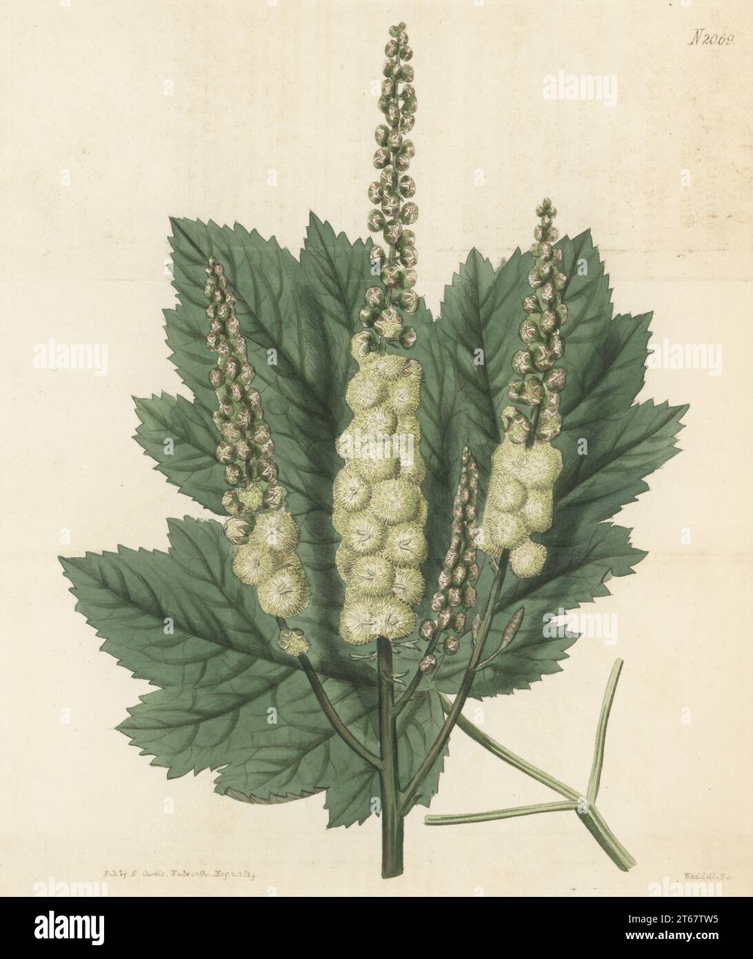 Mountain bugbane or mountain black-cohosh, Actaea podocarpa. Native of Carolina, introduced by John Fraser of Sloane Square. Heart-leaved bug-wort, Cimicifuga cordifolia. Handcoloured copperplate engraving by Weddell after a botanical illustration by an unknown artist from Curtis’s Botanical Magazine, edited by John Sims, London, 1819. Stock Photo