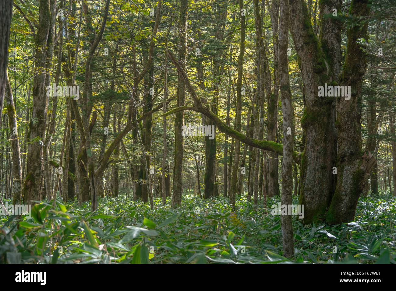 Deep green landscape hi-res stock photography and images - Alamy