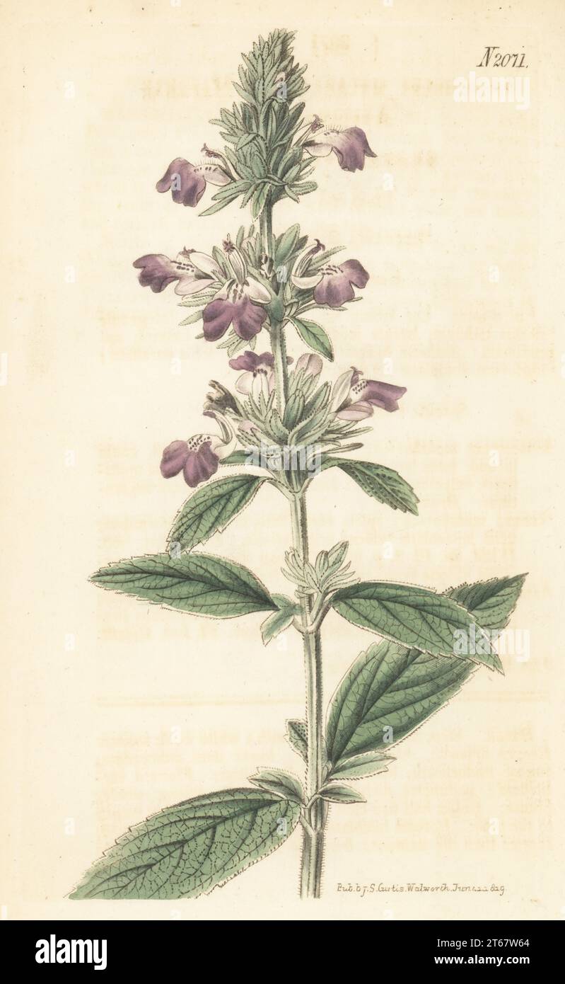 Malabar catmint or Malabar anisomeles, Animoseles malabarica. Native of Malabar and Coromandel, India, traditional Ayurvedic medicine, specimen sent by William Kent of Clapton. Handcoloured copperplate engraving after a botanical illustration by an unknown artist from Curtis’s Botanical Magazine, edited by John Sims, London, 1819. Stock Photo