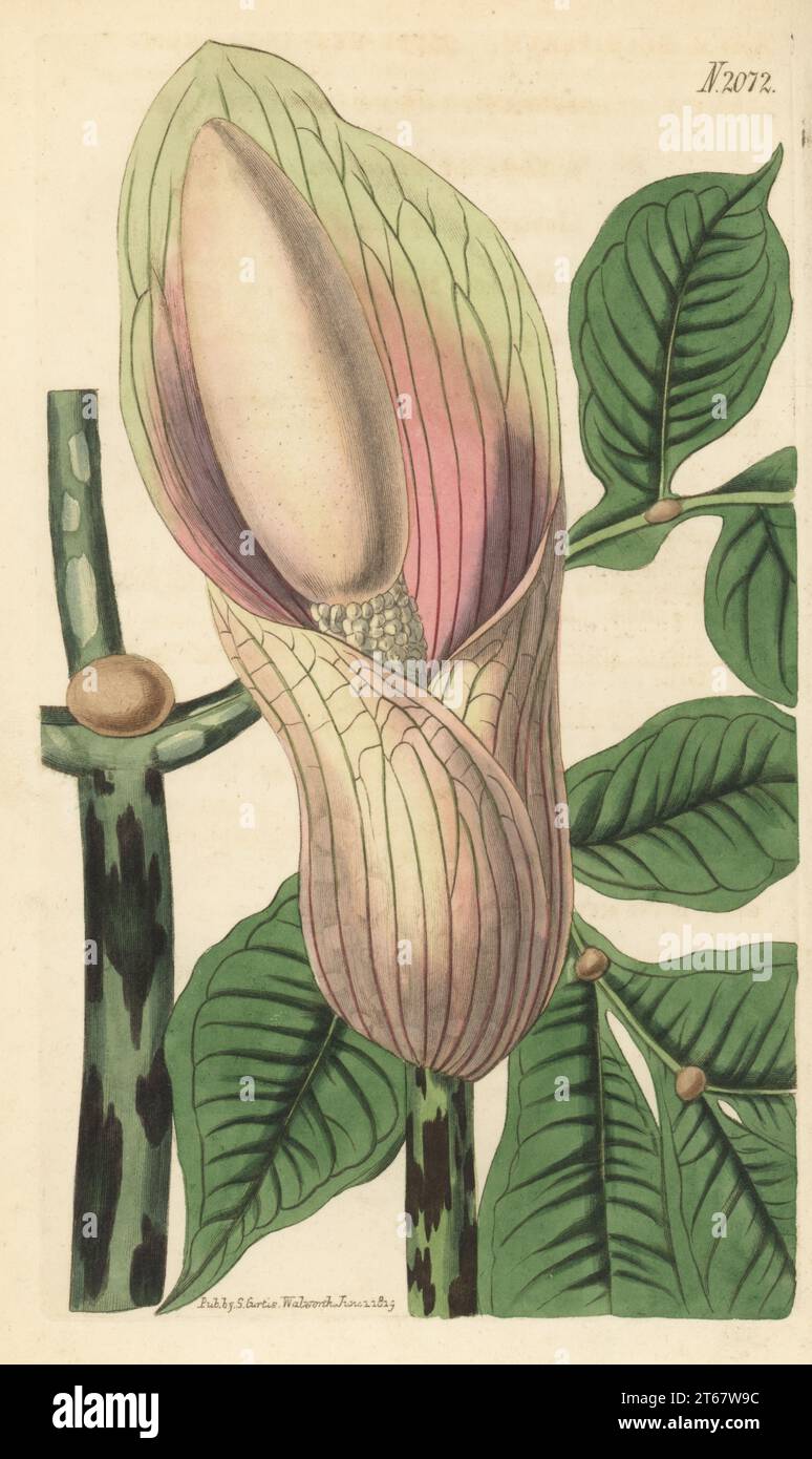 Amorphophallus bulbifer. Native of Bengal, India, specimen in the stove of James Vere of Kensington Gore. Bulb-bearing arum, Arum bulbiferum. Handcoloured copperplate engraving by Weddell after a botanical illustration by an unknown artist from Curtis’s Botanical Magazine, edited by John Sims, London, 1819. Stock Photo