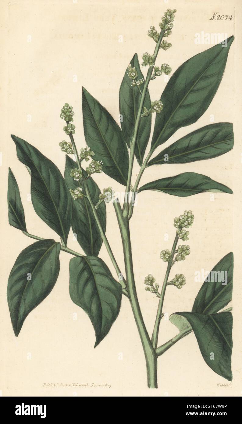 Orangeberry or gin berry, Glycosmis pentaphylla. Native of the Circars, India, introduced by Sir Joseph Banks. Tree limonia, Limonia arborea. Handcoloured copperplate engraving by Weddell after a botanical illustration by an unknown artist from Curtis’s Botanical Magazine, edited by John Sims, London, 1819. Stock Photo