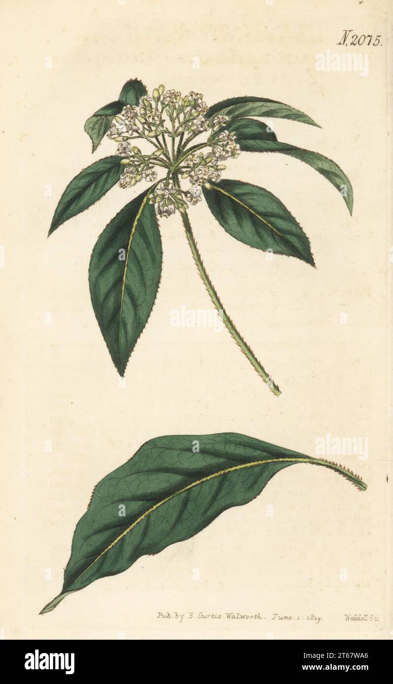 Rusty pittosporum or rusty-leaved pittosporum, Pittosporum ferrugineum. Native of Guinea, introduced by Charles Bennet, 4th Earl of Tankerville before 1787. Handcoloured copperplate engraving by Weddell after a botanical illustration by an unknown artist from Curtis’s Botanical Magazine, edited by John Sims, London, 1819. Stock Photo