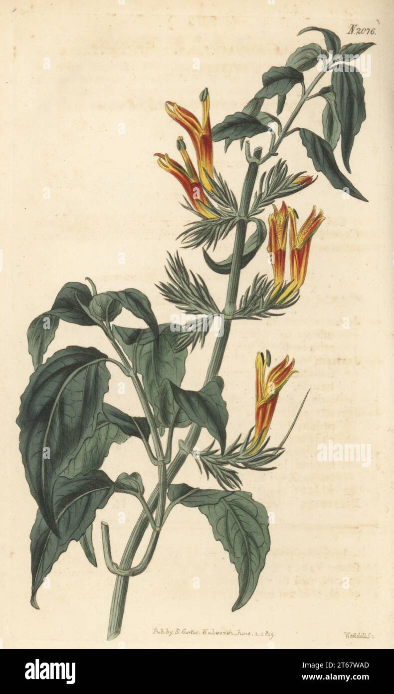 Sixangle foldwing, Dicliptera sexangularis. Native of St Eustatia (Sint Eustatius) and Martinico (Martinique) in the Caribbean, specimen raised by antiquarian and MP Charles Greville of Paddington. St Eustatia justicia, Justicia eustachiana. Handcoloured copperplate engraving by Weddell after a botanical illustration by an unknown artist from Curtis’s Botanical Magazine, edited by John Sims, London, 1819. Stock Photo