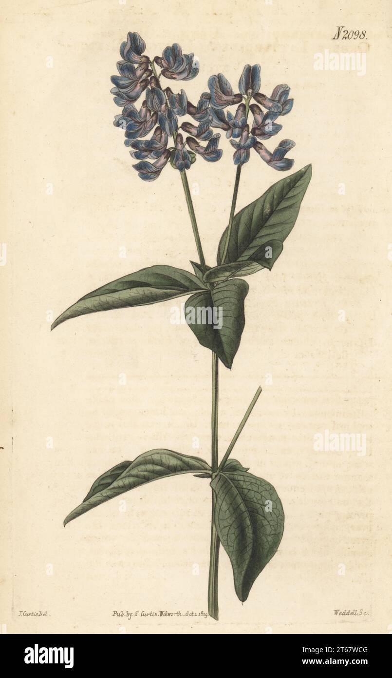 Two-leaf vetch, Vicia unijuga. Native of Siberia, raised by Philip Miller in 1758. Upright bitter-vetch, Orobus lathryoides. Handcoloured copperplate engraving by Weddell after a botanical illustration by John Curtis from Curtis’s Botanical Magazine, edited by John Sims, London, 1819. Stock Photo