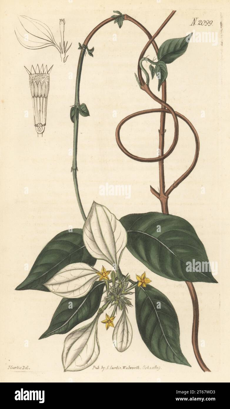Chinese mussaenda, daun putri or nusa indah, Mussaenda pubescens. Native to Indonesia and China, from a specimen of William Kent at Clapton. Handcoloured copperplate engraving by Weddell after a botanical illustration by John Curtis from Curtis’s Botanical Magazine, edited by John Sims, London, 1819. Stock Photo