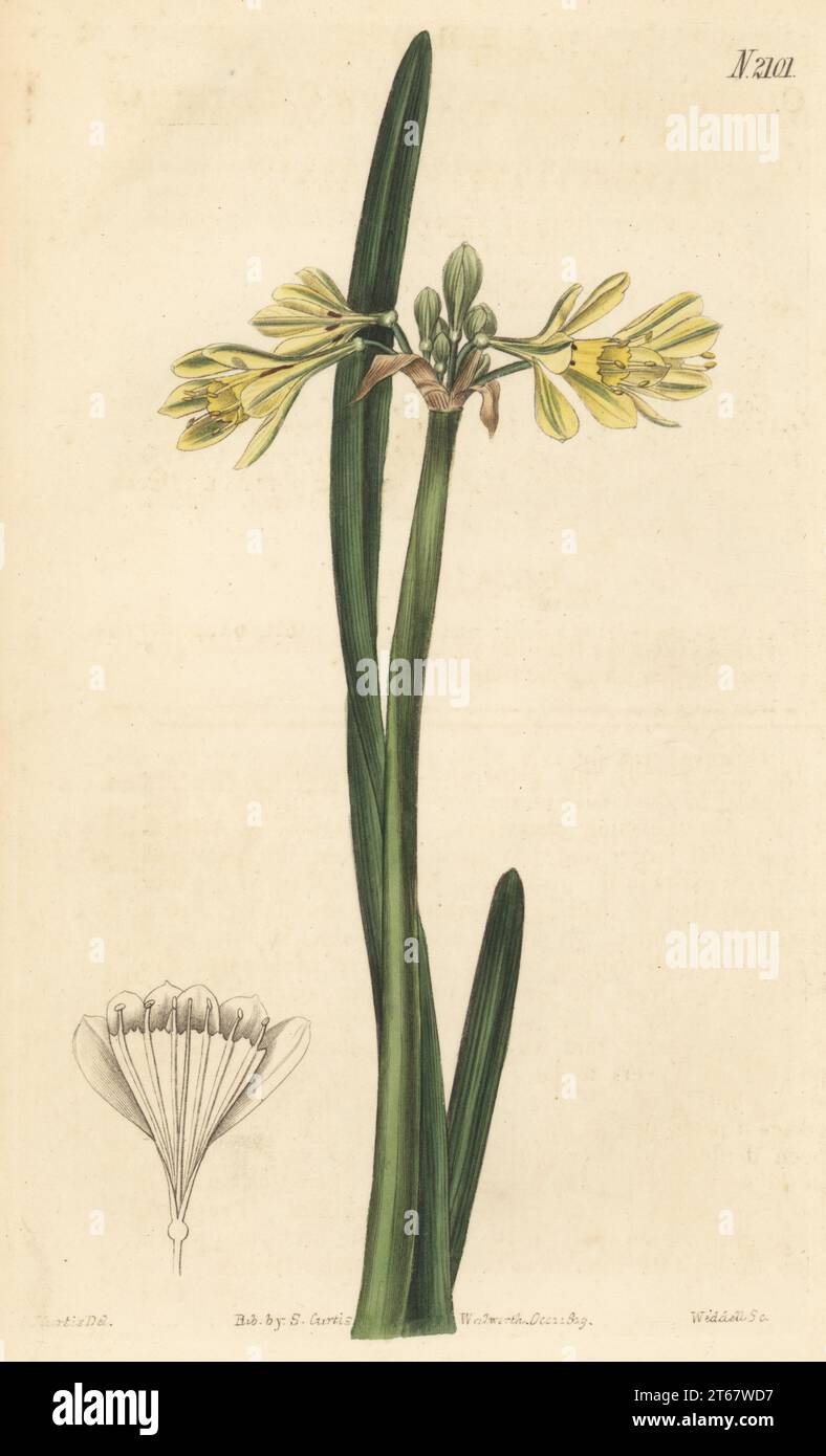 Wilcannia lily or yellow calostemma, Calostemma luteum. Native to Australia, found by Barron Field, a judge in the new colony at New South Wales, and raised from bulbs by William Anderson of the Apothecary’s botanical garden at Chelsea. Handcoloured copperplate engraving by Weddell after a botanical illustration by John Curtis from Curtis’s Botanical Magazine, edited by John Sims, London, 1819. Stock Photo