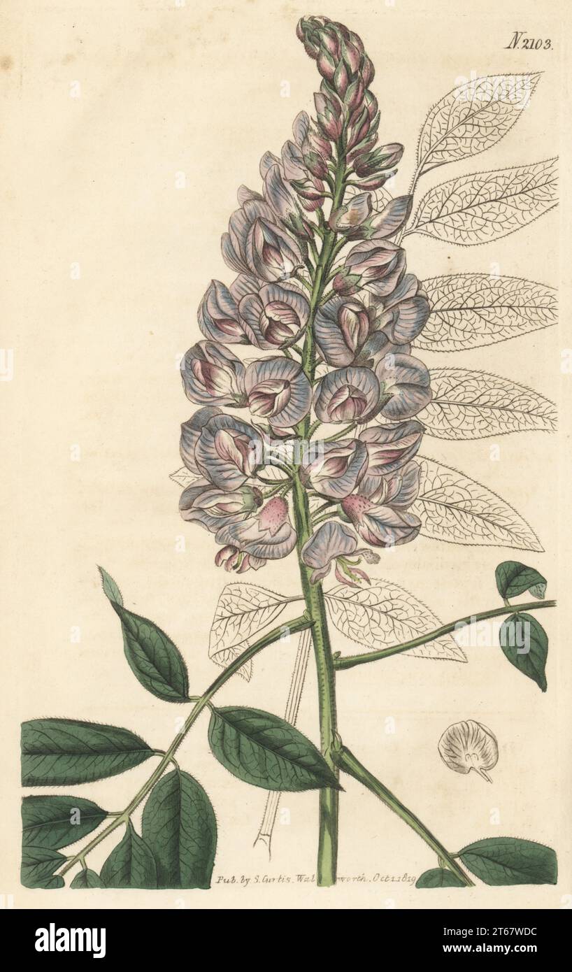 American wisteria, Wisteria frutescens (Carolina kidney-bean tree, Glycine frutescens). Native to the southeastern US from Virginia to Texas, introduced by English naturalist Mark Catesby in 1724. Handcoloured copperplate engraving from Curtis’s Botanical Magazine, edited by John Sims, London, 1819. Stock Photo