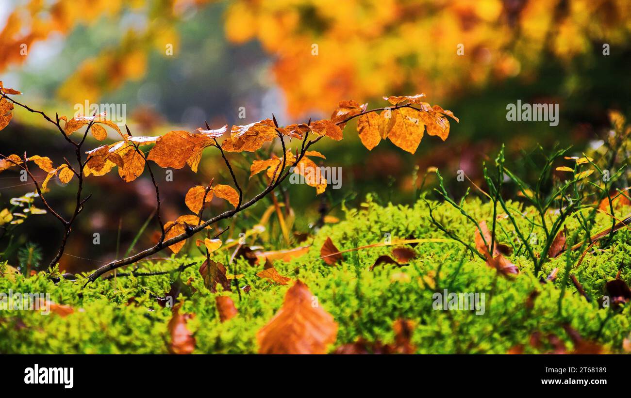 wet orange foliage in autumn forest. beautiful nature background Stock Photo
