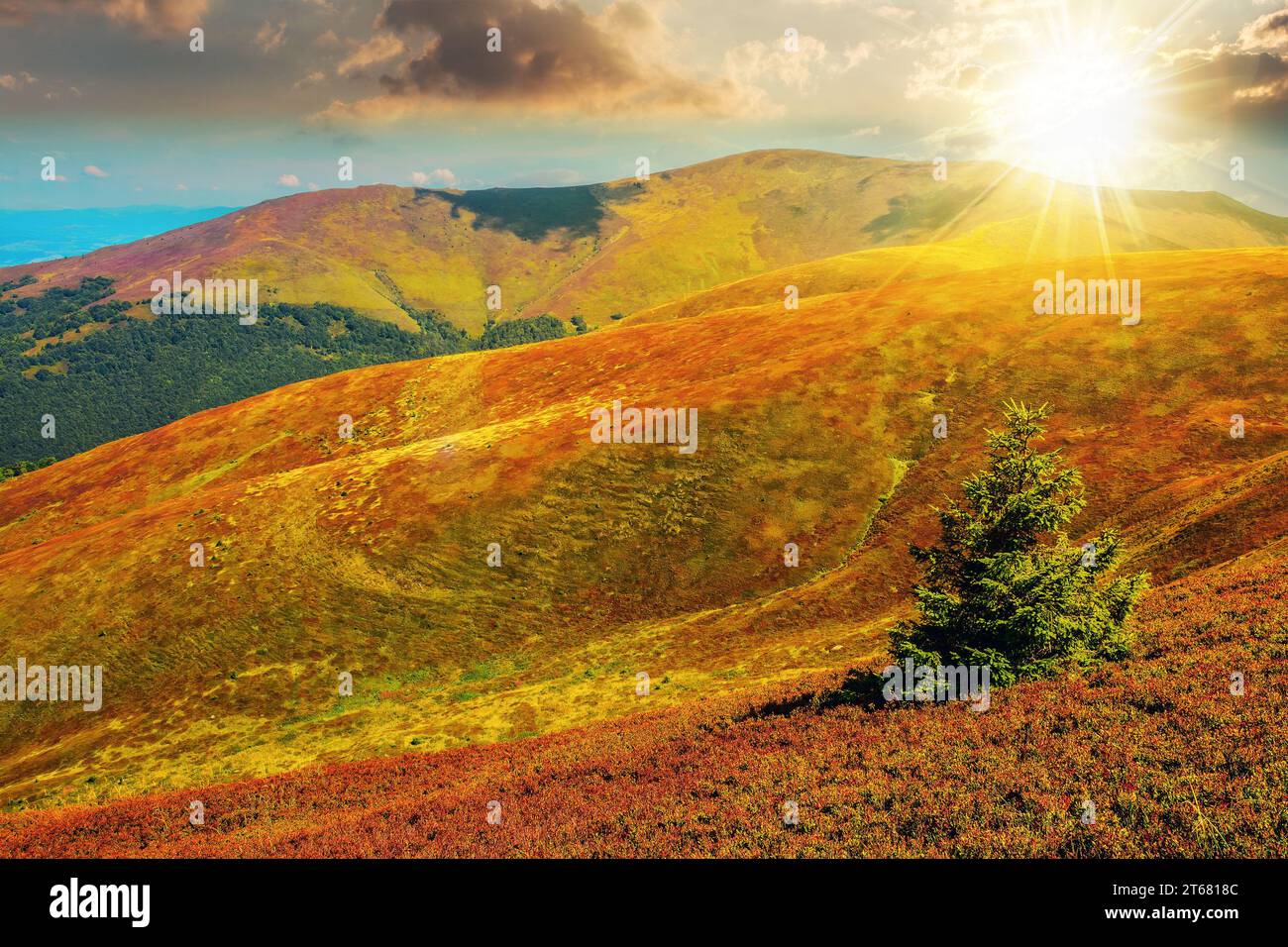 spruce tree on a hillside at sunset. late summer season in mountains. beautiful nature scenery in evening light Stock Photo