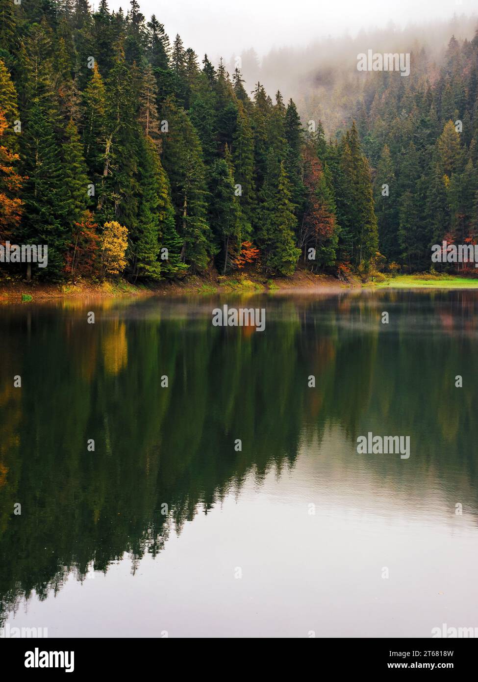 Reflection coniferous forest water hi-res stock photography and images ...