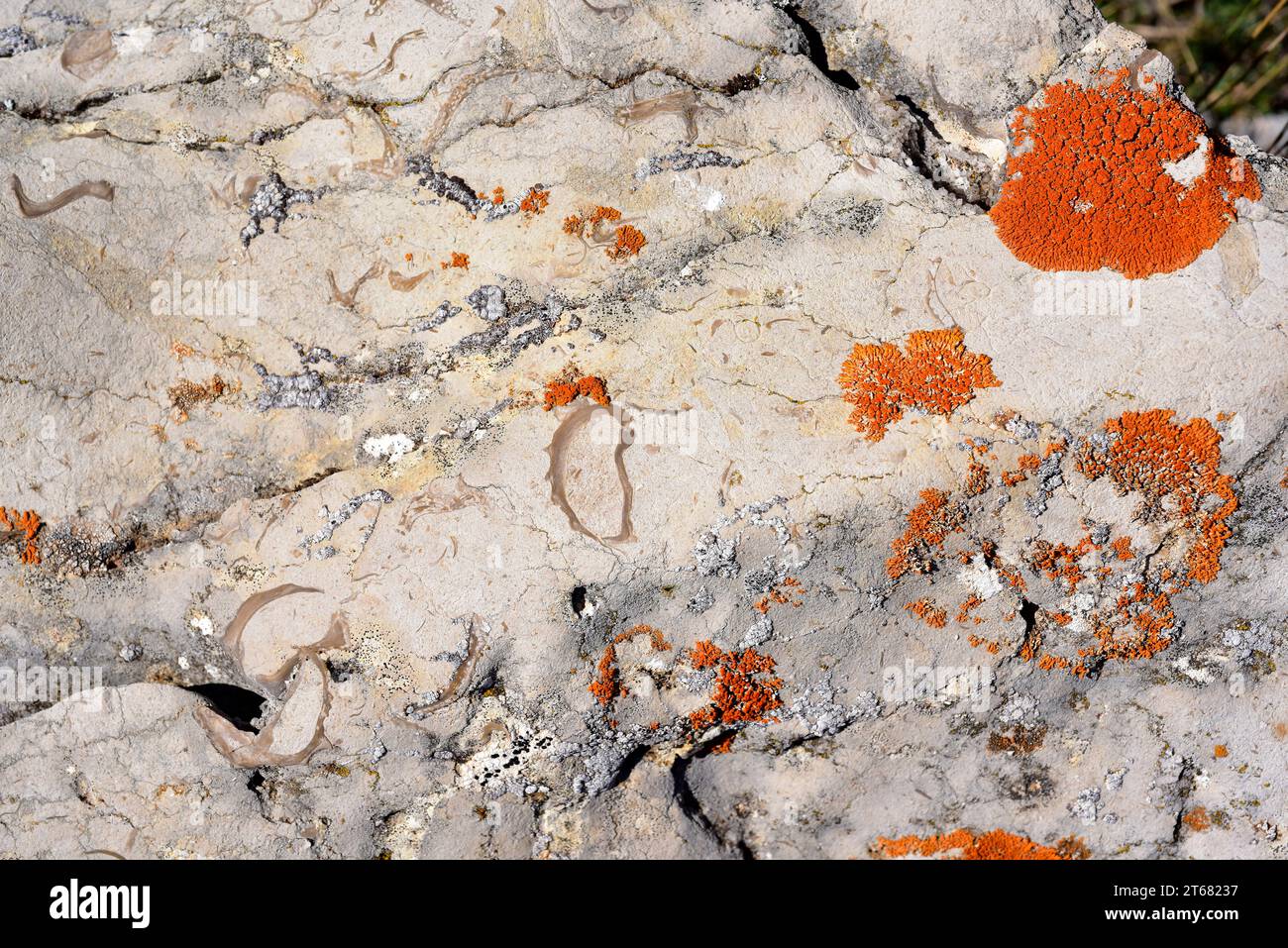 Exogyra flabellata bivalve mollusk fossil from Cretaceous. This photo was taken near Cantavieja, Teruel province, Aragon, Spain. Stock Photo