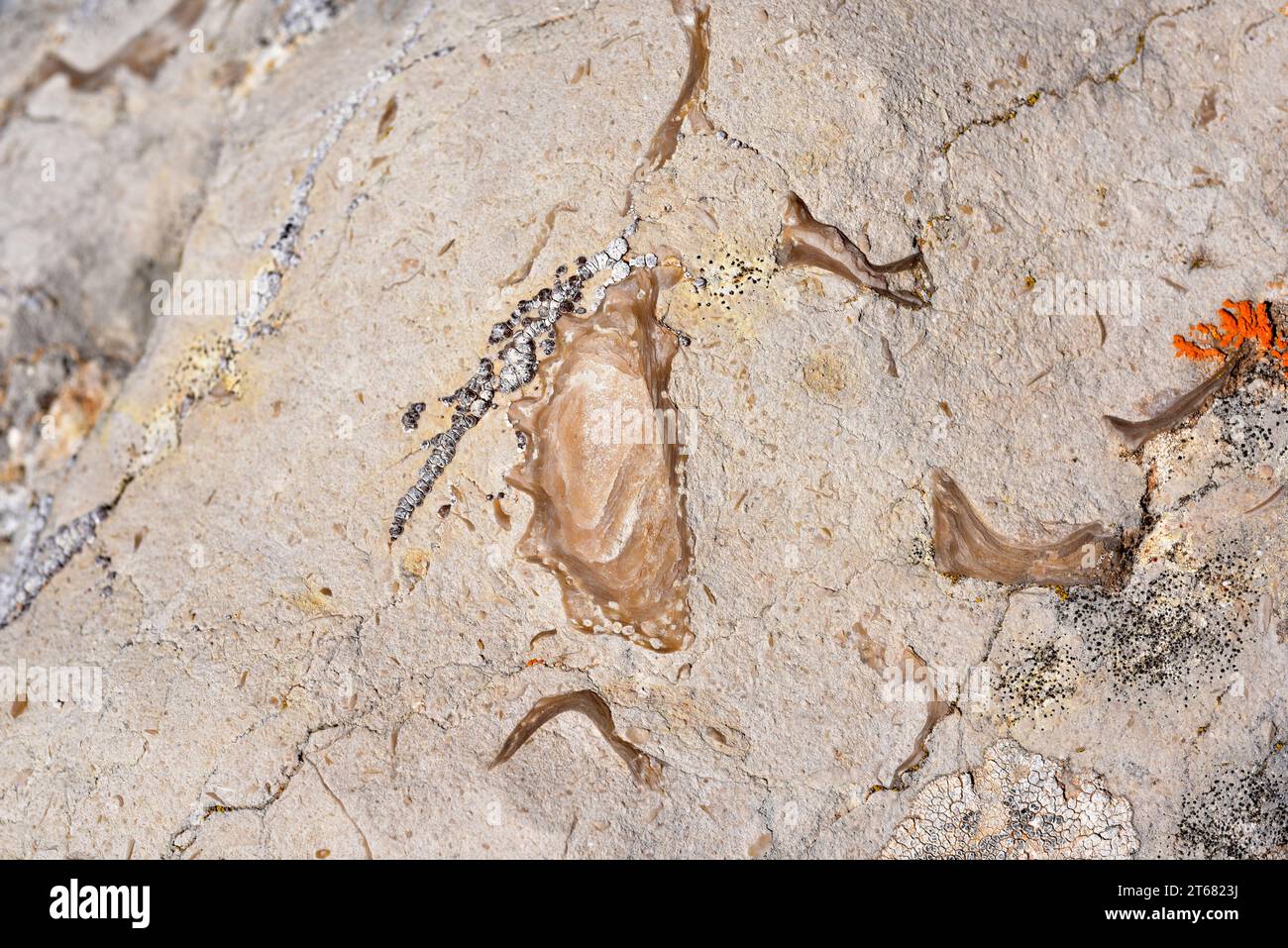 Exogyra flabellata bivalve mollusk fossil from Cretaceous. This photo was taken near Cantavieja, Teruel province, Aragon, Spain. Stock Photo