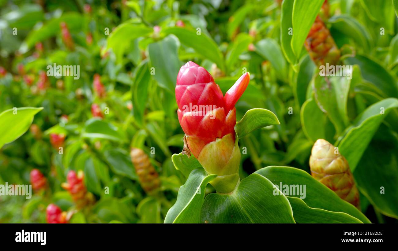 Close up of a tropical plant named Costus woodsonii or Pacing Pentul. It has red flower like lipstick with small green leaves Stock Photo