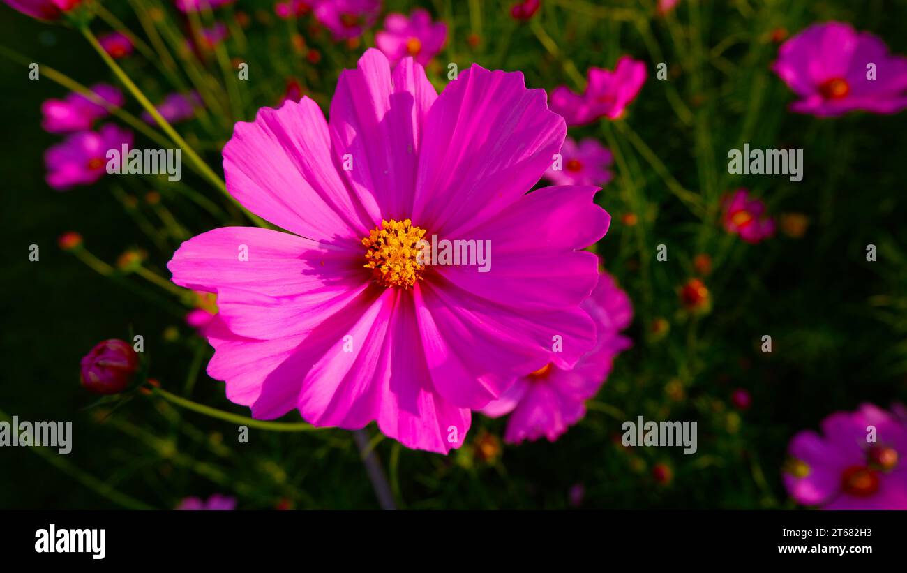 Up close image of pink cosmos hi-res stock photography and images - Alamy
