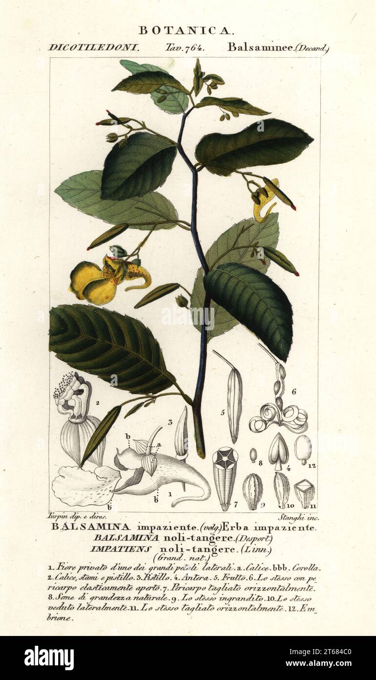 Touch-me-not balsam, Impatiens noli-tangere. Balsamina noli-tangere, Balsamina impaziente, Erba impaziente. Handcoloured copperplate stipple engraving from Antoine Laurent de Jussieu's Dizionario delle Scienze Naturali, Dictionary of Natural Science, Florence, Italy, 1837. Illustration engraved by Stanghi, drawn and directed by Pierre Jean-Francois Turpin, and published by Batelli e Figli. Turpin (1775-1840) is considered one of the greatest French botanical illustrators of the 19th century. Stock Photo