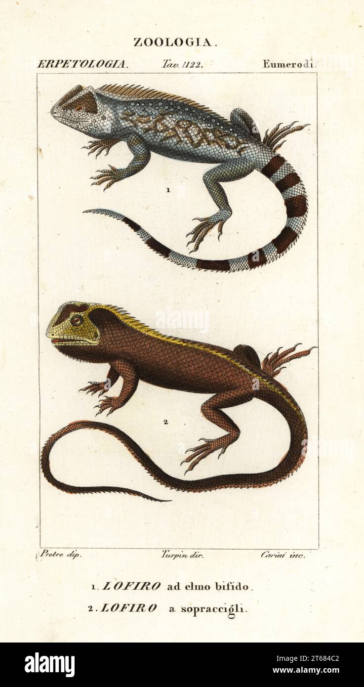 Lyreshead lizard, Lyriocephalus scutatus 1 and diving lizard or mophead iguana, Uranoscodon superciliosus 2. Lofiro ad elmo bifido, Lofiro a sopraccigli. Handcoloured copperplate stipple engraving from Antoine Laurent de Jussieu's Dizionario delle Scienze Naturali, Dictionary of Natural Science, Florence, Italy, 1837. Illustration engraved by Corsi, drawn by Jean Gabriel Pretre and directed by Pierre Jean-Francois Turpin, and published by Batelli e Figli. Turpin (1775-1840) is considered one of the greatest French botanical illustrators of the 19th century. Stock Photo