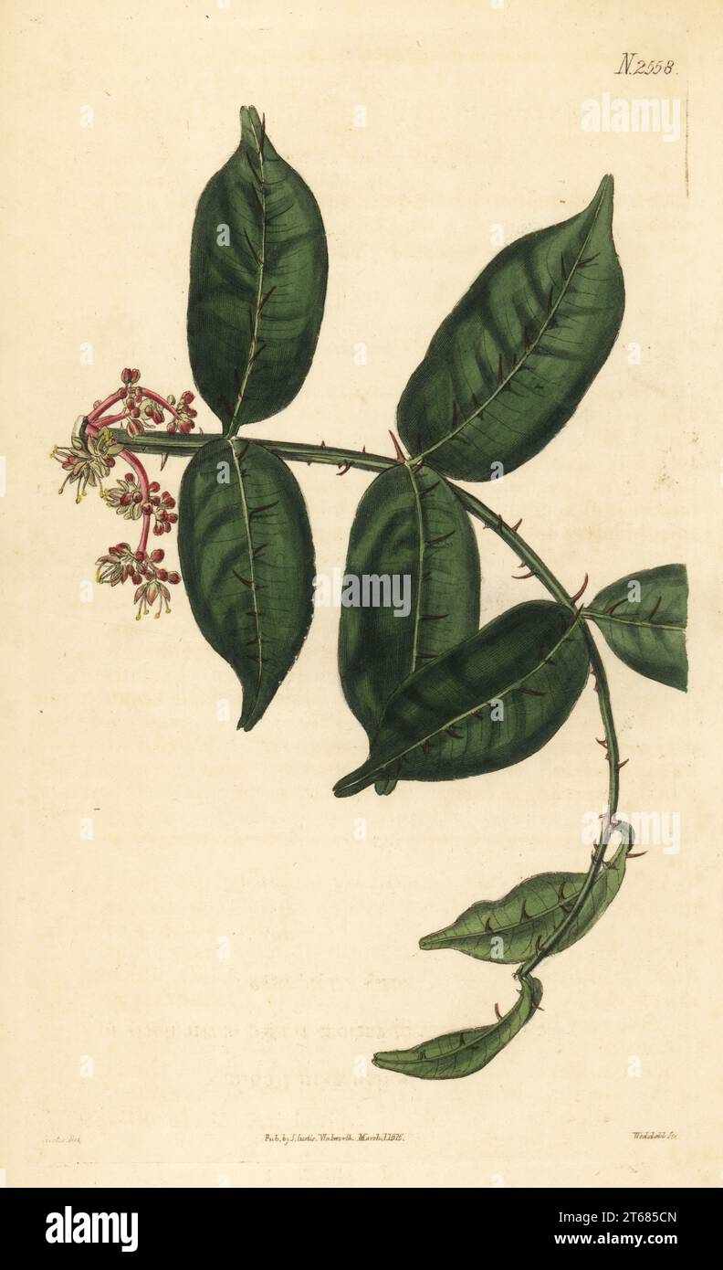 Shiny-leaf prickly-ash, Zanthoxylum nitidum. Shining-leaved zanthoxylum. Native to China, provided by John Potts, drawn at the Horticultural Society's greenhouse. Handcoloured copperplate engraving by Weddell after a botanical illustration by John Curtis from William Curtis's Botanical Magazine, Samuel Curtis, London, 1825. Stock Photo